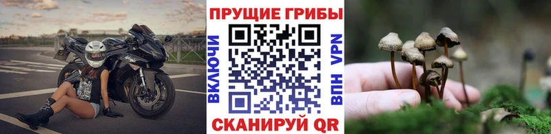 купить наркоту  Строитель  Галлюциногенные грибы GOLDEN TEACHER 
